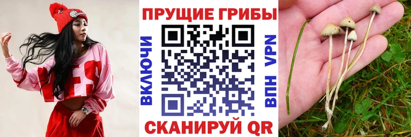 Галлюциногенные грибы MAGIC MUSHROOMS Купить закладки Бородино